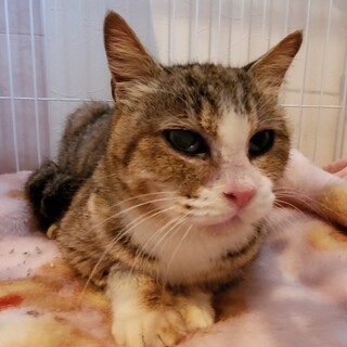 ボロボロだった老猫さん