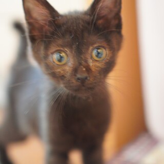 可愛い黒猫の子猫やんちゃ娘