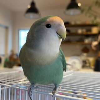相談☆凶暴なコザクラインコ2歳半メス　