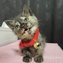 生後3週間活発元気な美猫ちゃん