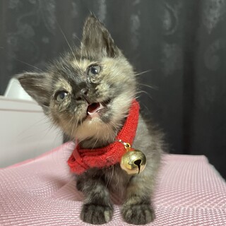 生後3週間活発元気な美猫ちゃん