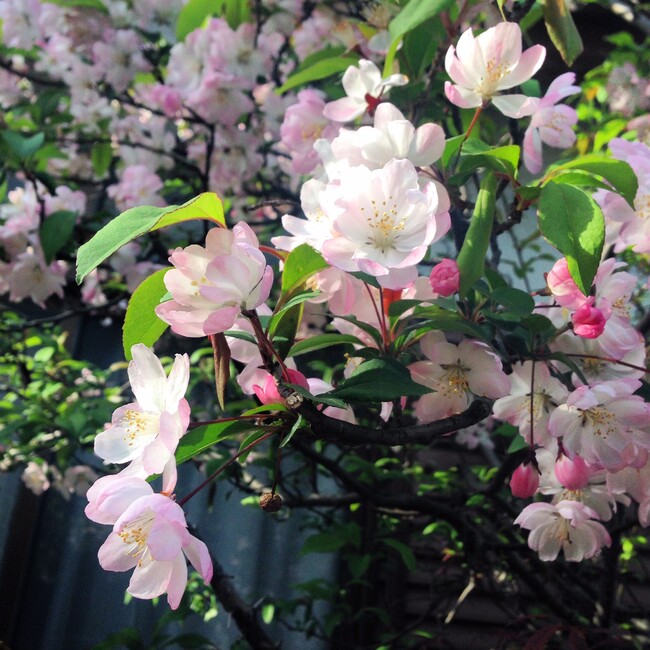 まろん1001のカバー写真