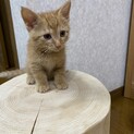 元気いっぱい茶トラくんのずっとのお家探してます