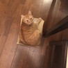 の写真