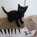 黒猫のジェニーちゃん