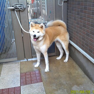 おとなしい性格の秋田犬 赤毛牝