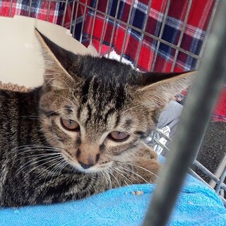 （募集中止】キジキジの「まめ」です