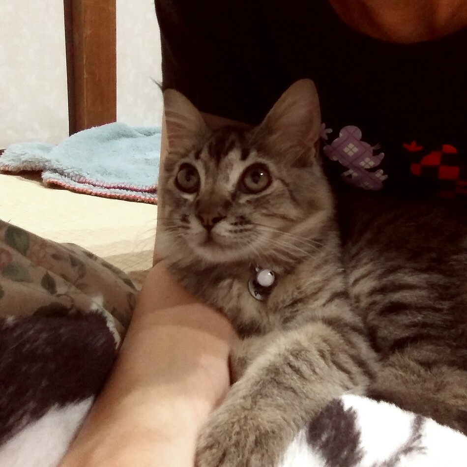 レモのカバー写真