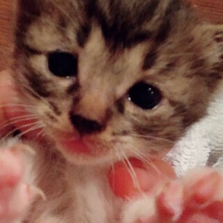 甘えたさん可愛い仔猫です