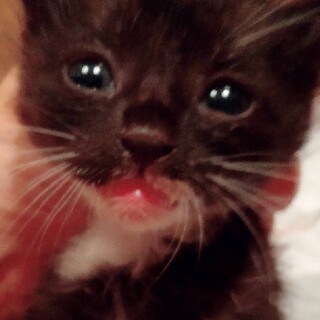 甘えん坊！可愛い仔猫です