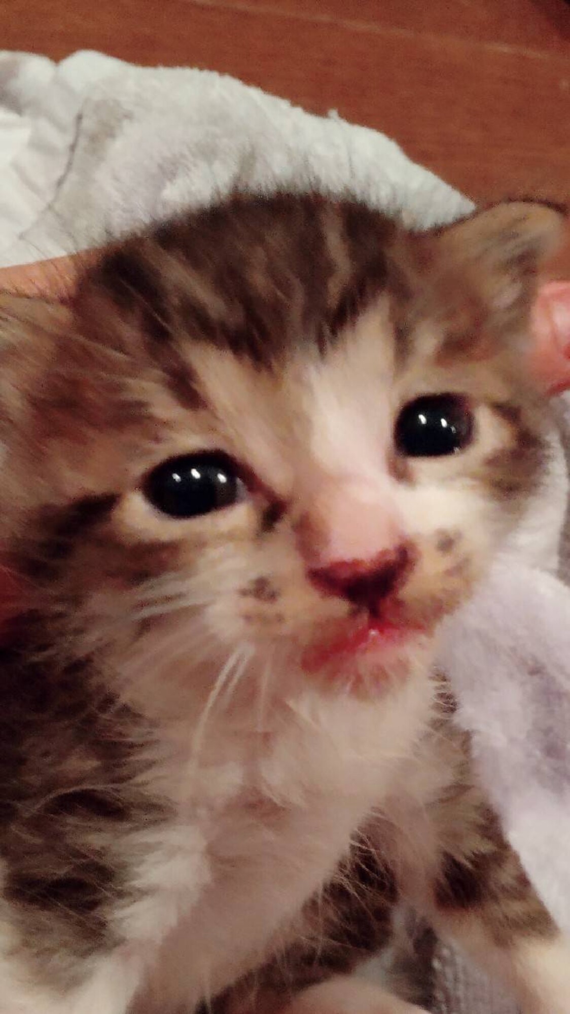 可愛い仔猫兄弟姉妹です 大阪府 猫の里親募集 ペットのおうち 月間利用者150万人