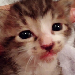 超甘えん坊！可愛い仔猫