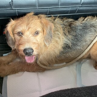 プードル×ビーグル　MIX犬の男の子