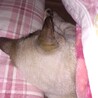 寝床取られた(´・ω・｀)