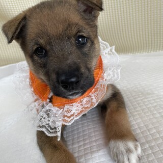 保健所からレスキューした子犬　凛ちゃん