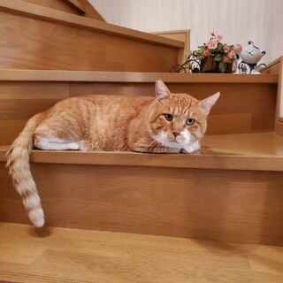 まん丸顔、優しくて大きな新八くん(仮名)