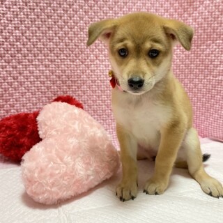 保健所からレスキューした子犬♀ぽつ