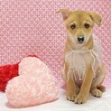 保健所からレスキューした子犬♀さき