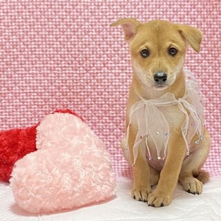 保健所からレスキューした子犬♀さき