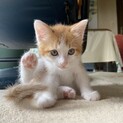 子猫の里親募集！