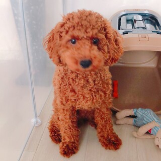 トイプー8ヶ月の男の子