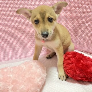 保健所からレスキューした子犬♀しろこ