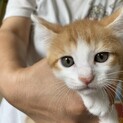 子猫の里親募集！