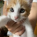 子猫の里親募集！