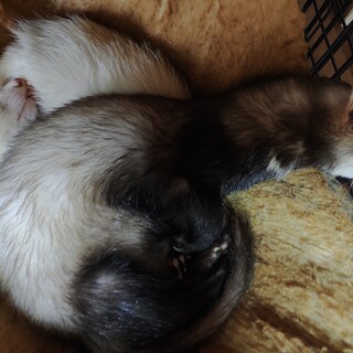 フェレット２匹の里親募集(男の子女の子)