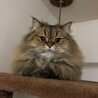 猫好きおじさん