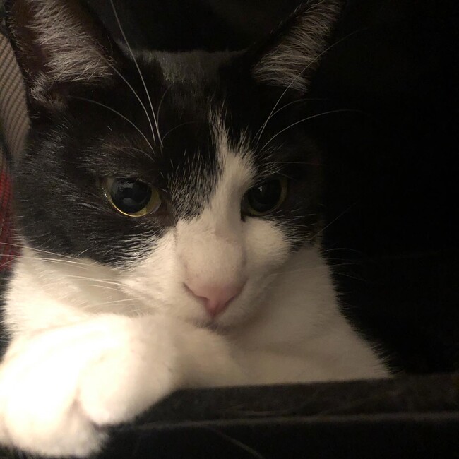 猫好きおじさんのカバー写真