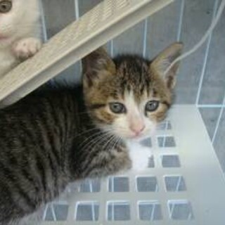 生後2ヶ月まる顔丸キジくん