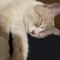 人も猫も大好きな甘えん坊！推定３歳の男の子