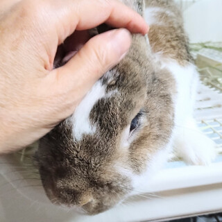 食いしん坊で優しい子（要経過観察）