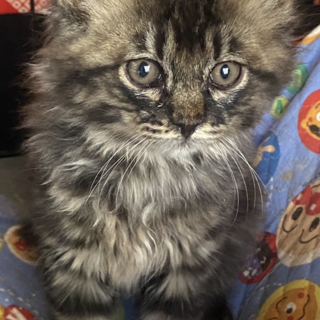 キジトラ長毛の三兄妹のゴージャスな男の子♡