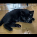 元気いっぱい三兄妹の黒猫君♡