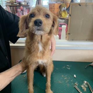 ヤンチャ娘のプードル×ミニピンMIX