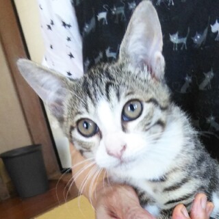 サバシロのかわい子ちゃん