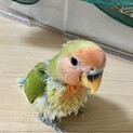 【一時募集終了】小桜インコ　雛の里親募集　