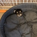 パピー期から大切に育てていただける方へ