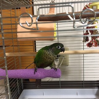 ホオミドリアカウロコインコをおゆずりします。