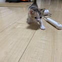 子猫の里親募集