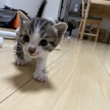 子猫の里親募集