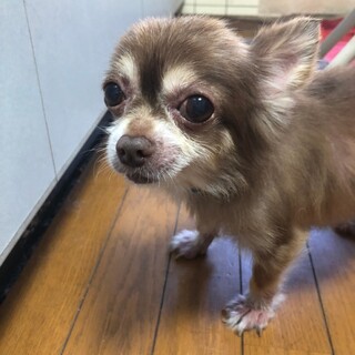 16歳チワワ里親緊急募集