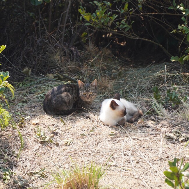 真野北アニマルレスキュー:譲渡会担当のカバー写真