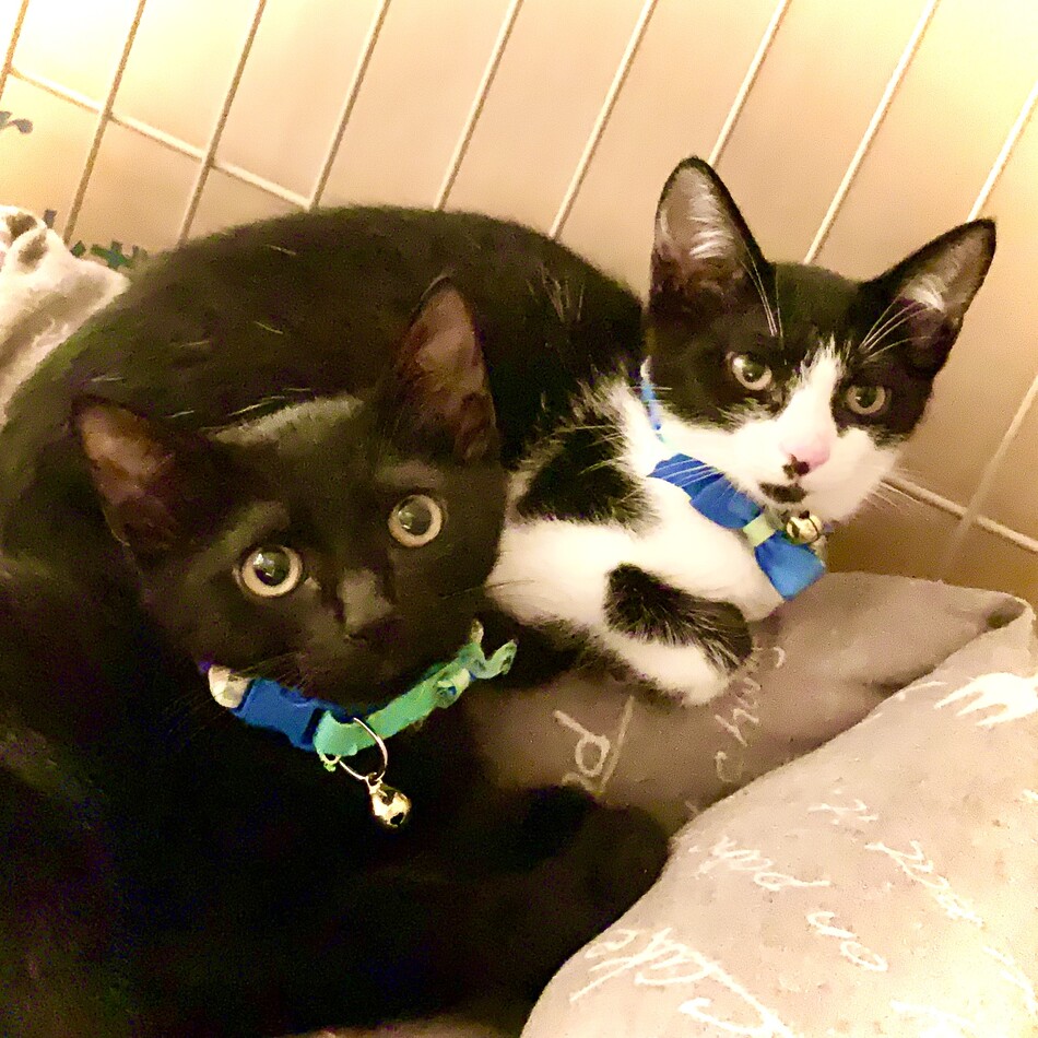 八割れのエイト＆黒猫のナイトのカバー写真