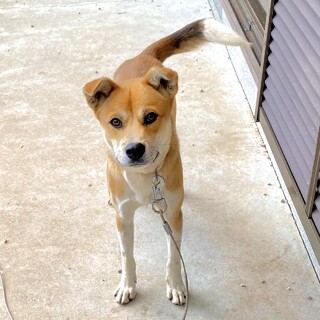 優しくて元気いっぱいな子犬です！