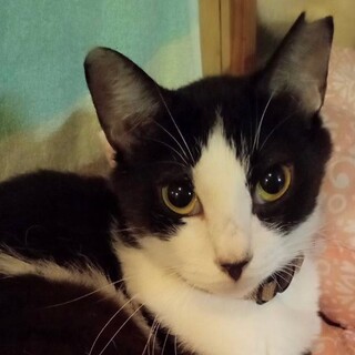 パッチリお目目の美猫♡かおんちゃん