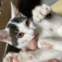 人も猫も大好きな男の子