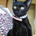 黒猫さん♥️ずっとのお家がみつかりました。